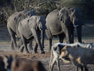 Hunting row: Botswana vows to send elephants to Germany