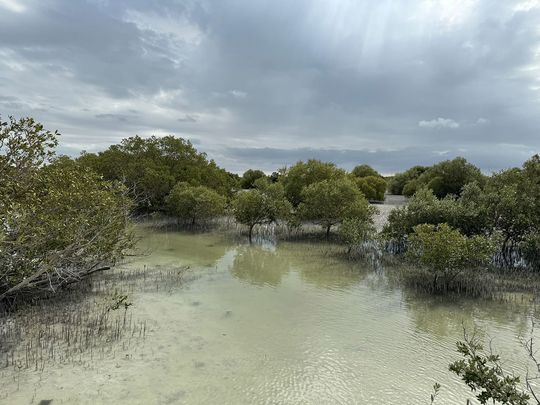 mangrove-trees-in-abu-dhabi-1712073039907