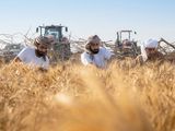 Farmers harvest Saba Sanabel wheat from Mleiha farm