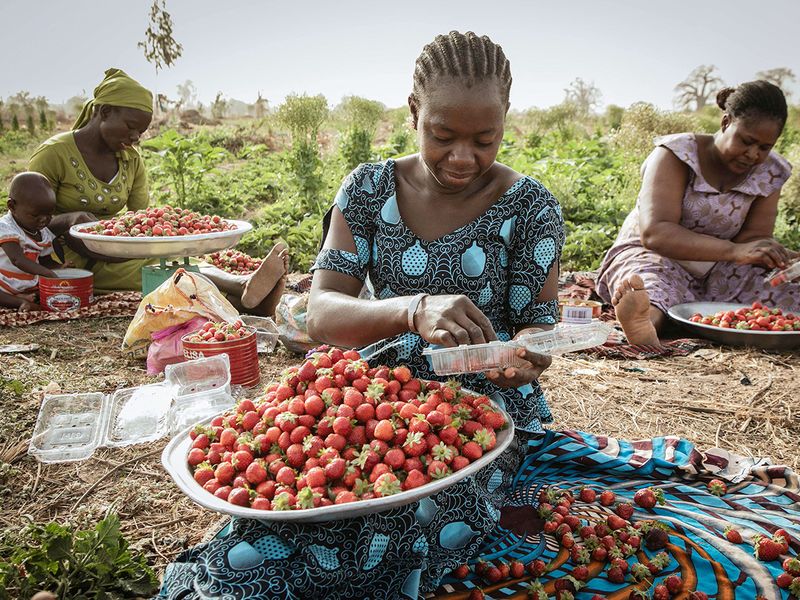 Farmers sort strawberries before selling them at the markets in Ouagadougou. 