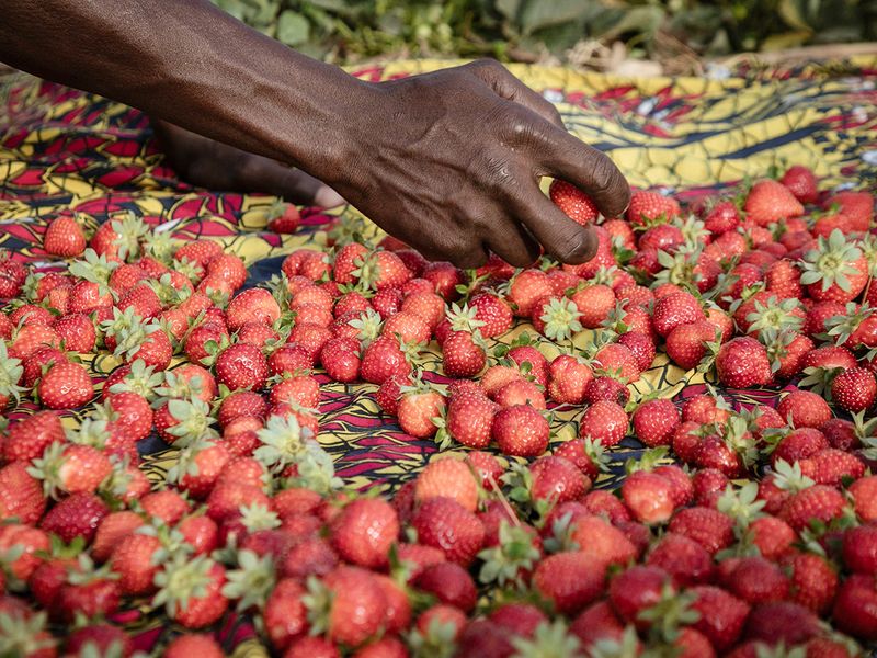 Farmers sort strawberries before selling them at the markets in Ouagadougou. 