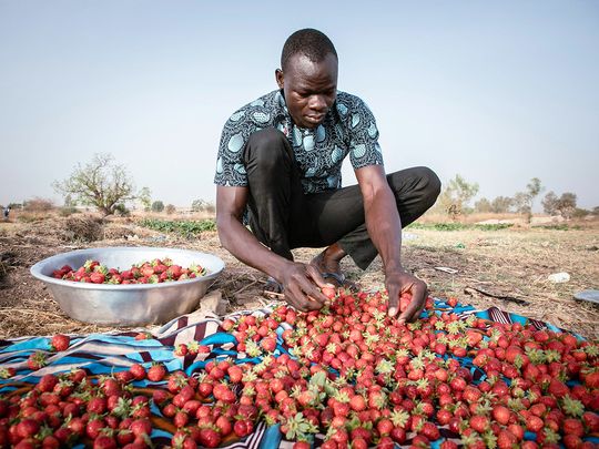 Yiwendenda Tiemtore sorts strawberries in his field in Ouagadougou