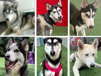 63 Huskies from UAE wait to be rehomed in cooler climes
