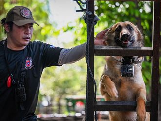 See: Philippines trains pet dogs for search and rescue