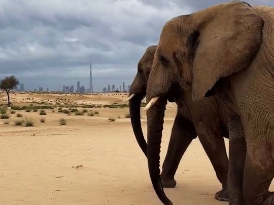 Sheikh Hamdan shares viral video of elephants enjoying the rain in Dubai 
