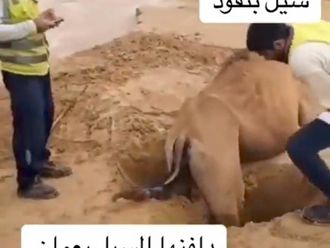 Omanis rescue camel trapped in sand after deadly floods