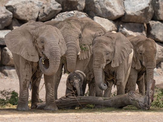 Sharjah Safari welcomes 2nd birth of an African savanna elephant