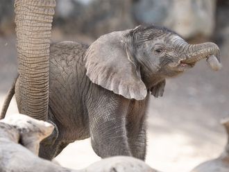 See: Joy at Sharjah Safari as 2nd African elephant born