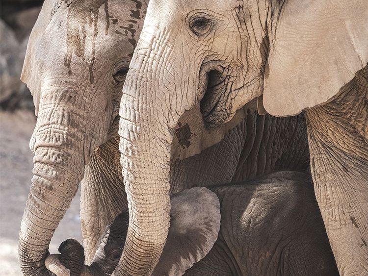Sharjah Safari welcomes birth of second African savanna elephant