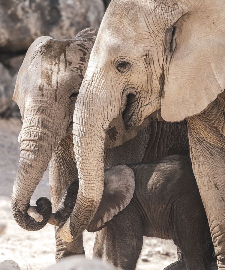 Sharjah Safari welcomes birth of second African savanna elephant