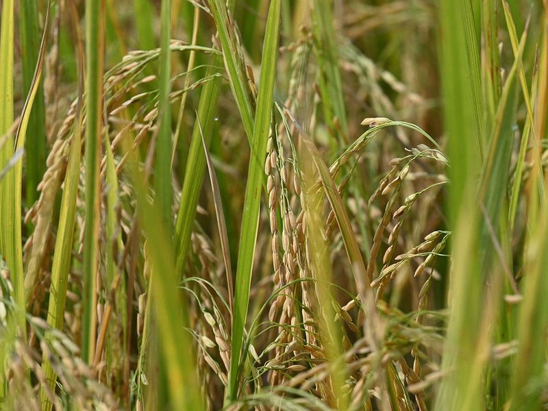 20240425 golden rice