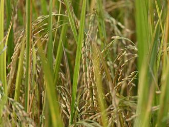 Philippine court blocks GMO 'golden rice' production