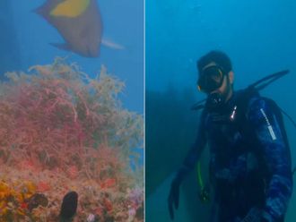 Watch: Sheikh Hamdan inaugurates Dubai Reef