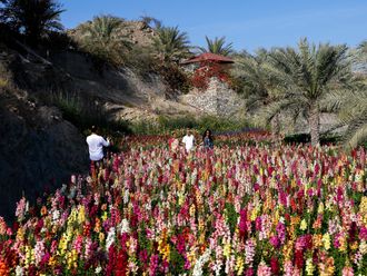 Watch: Inside the UAE Flower Farm in Fujairah