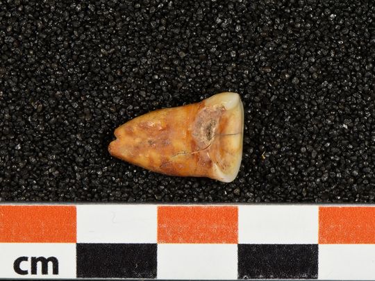 A human tooth discovered at Taforalt Cave in Morocco in an undated photograph. 