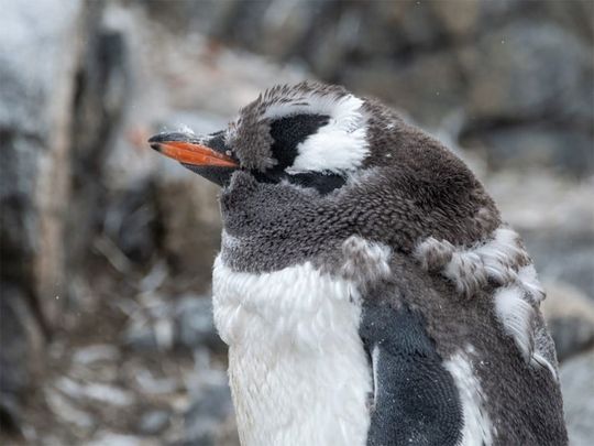 ‘Coolest’ job on the market in Antarctica’s 'Penguin Post Office' 