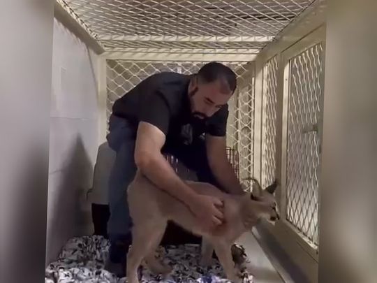RAK-Zoo-is-now-home-to-the-captured-lynx,-seen-here-in-a-screengrab-of-a-video-posted-by-'UAE-LionKing'-on-Snapchat-1715092961672