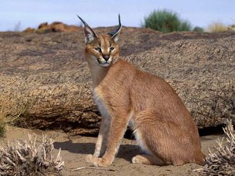 Stock pic of caracal shared by FEA