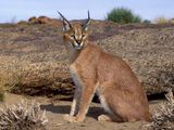 Stock pic of caracal shared by FEA