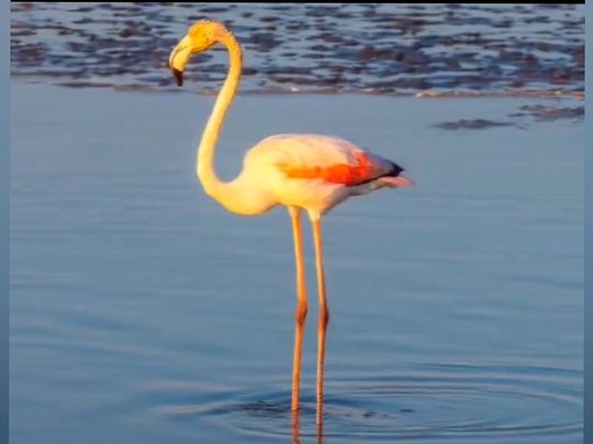 Greater-flamingo-dm-tweet-screenshot-on-x-1715494592478