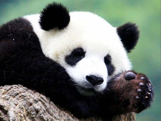 Viral: Giant Panda becomes honorary chief of Chinese culture and tourism bureau