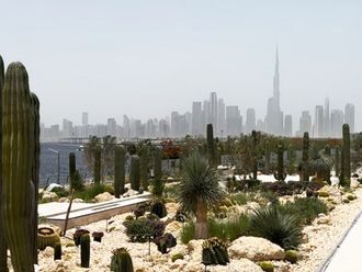 Explore the Al Jaddaf Cactus Park, Dubai's secret oasis