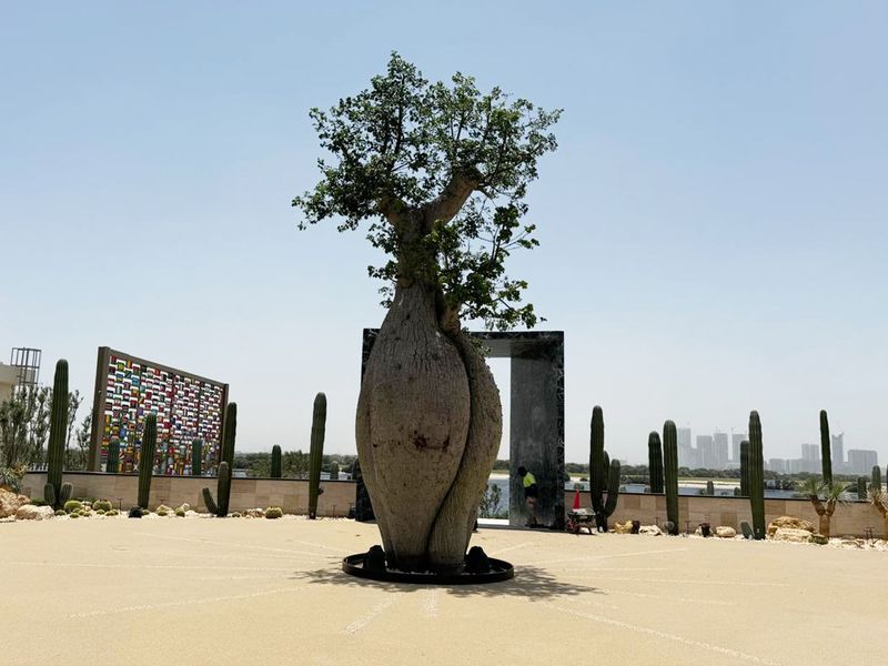 Cactus park Al Jaddaf Chorisa tree