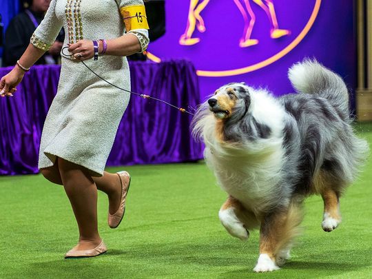 Florida Dog Show Competition - Sunny Day