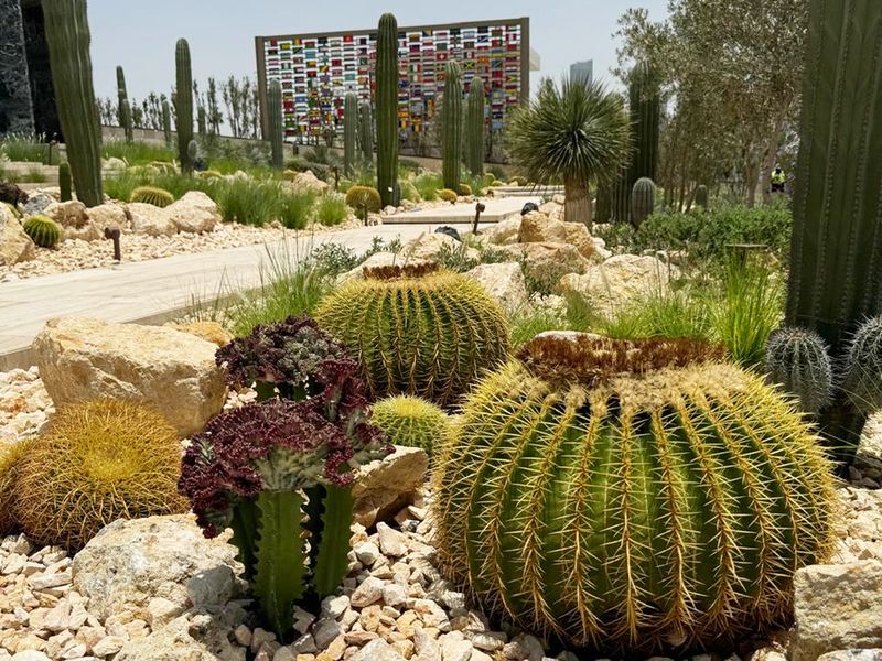 cactus park al jaddaf