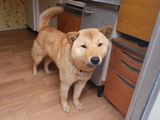 Hong-min, the one-year-old Korean Jindo that returned home 41 days after going missing. 