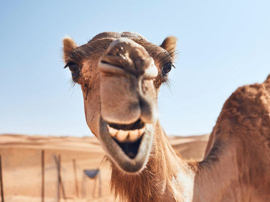 camel-pic-from-ad-media-office-1716395579511