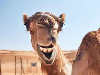 camel-pic-from-ad-media-office-1716395579511