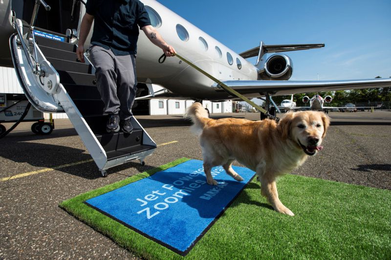 Copy of 2024-05-21T173559Z_869396617_RC22V7A6AXX3_RTRMADP_3_AIRLINES-DOGS-1716435594582