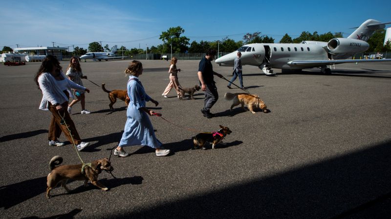 Copy of 2024-05-21T174250Z_2081207426_RC22V7A6H63T_RTRMADP_3_AIRLINES-DOGS-1716435615499