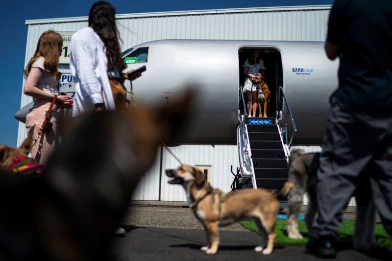 Copy of 2024-05-21T174523Z_845761990_RC23V7AZ4MC7_RTRMADP_3_AIRLINES-DOGS-1716435621001