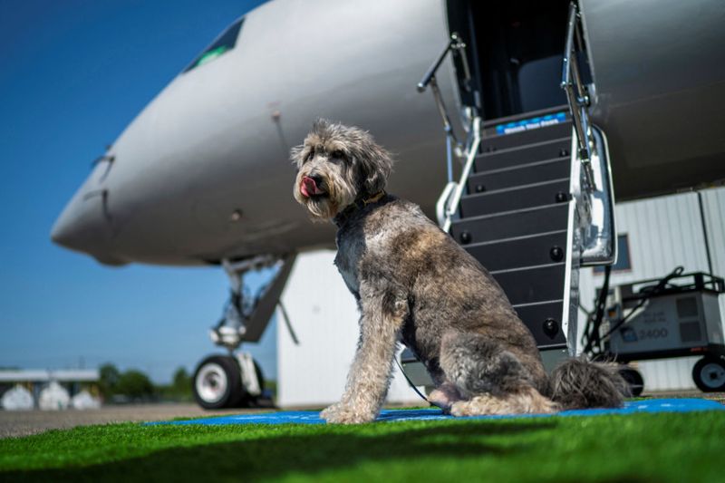 Copy of 2024-05-21T174723Z_1784200630_RC23V7AO1BFZ_RTRMADP_3_AIRLINES-DOGS-1716435630695