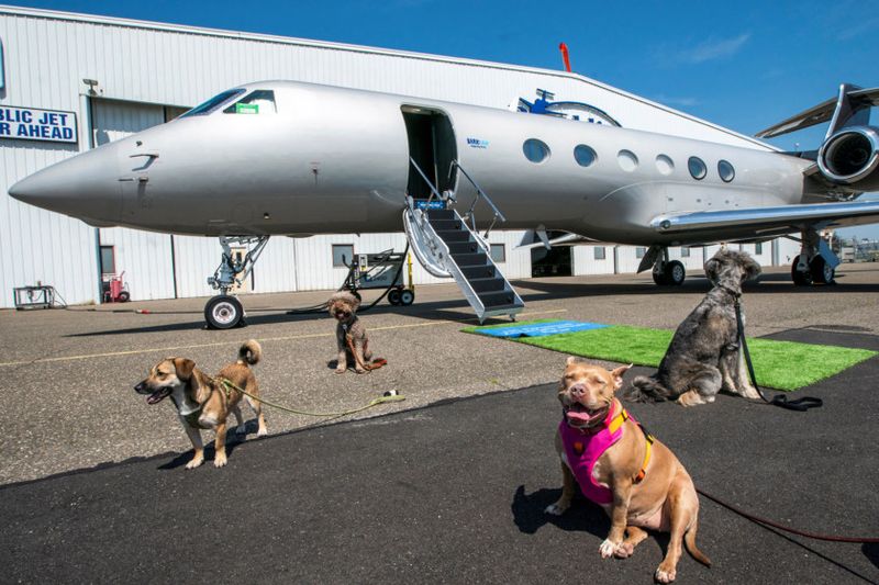 Copy of 2024-05-21T175012Z_1070510607_RC23V7A0T2HF_RTRMADP_3_AIRLINES-DOGS-1716435599421