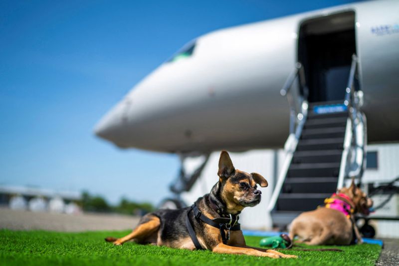 Copy of 2024-05-21T175047Z_863689225_RC24V7AA8Z8R_RTRMADP_3_AIRLINES-DOGS-1716435628673
