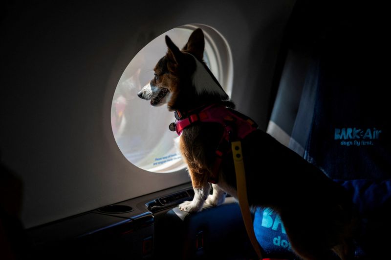 Copy of 2024-05-21T203400Z_666609971_RC22V7AWVXP3_RTRMADP_3_AIRLINES-DOGS-1716435608671