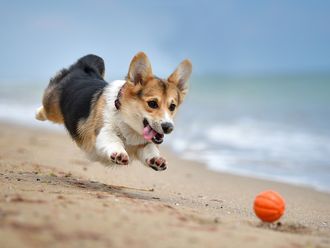The latest beach in Dubai is dog friendly