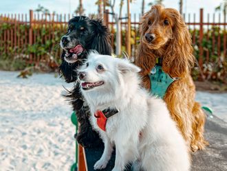 The latest beach in Dubai is dog friendly