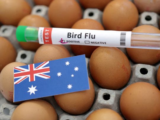 bird flu-1718716054284