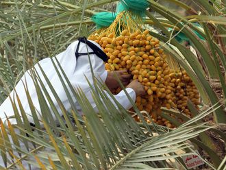 Tabasheer Al Rutab: UAE celebrates first dates harvest