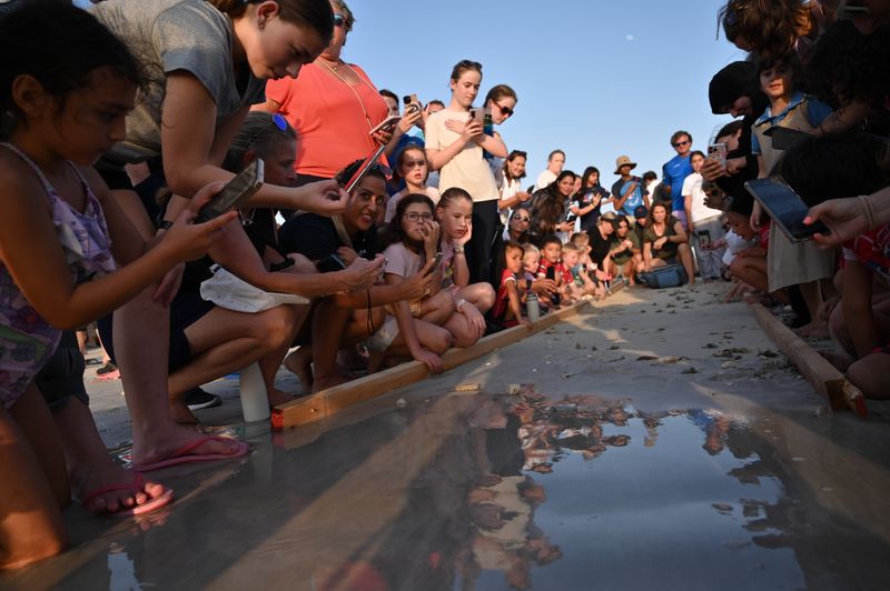 Baby turtles are released into the wild by the team at EMEG