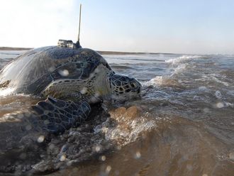 UAE to Thailand: Unusual journey of a rescued turtle