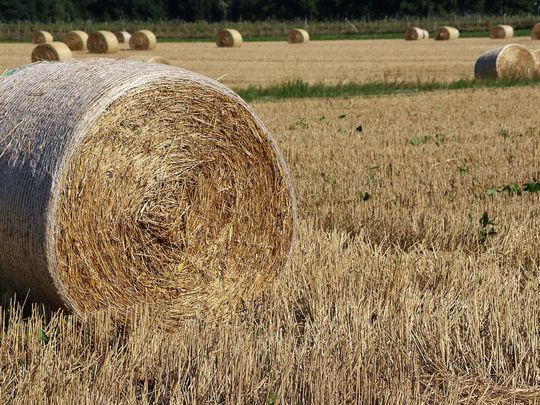 Indian farm worker dumped with severed arm dies in Italy