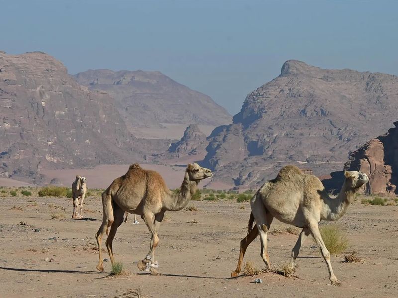 Tabuk Camels gallery 