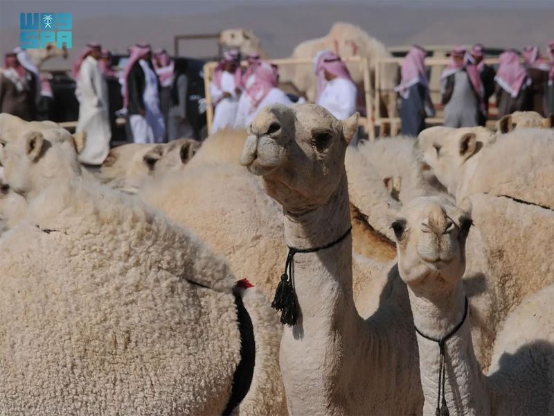 Tabuk Camels gallery 