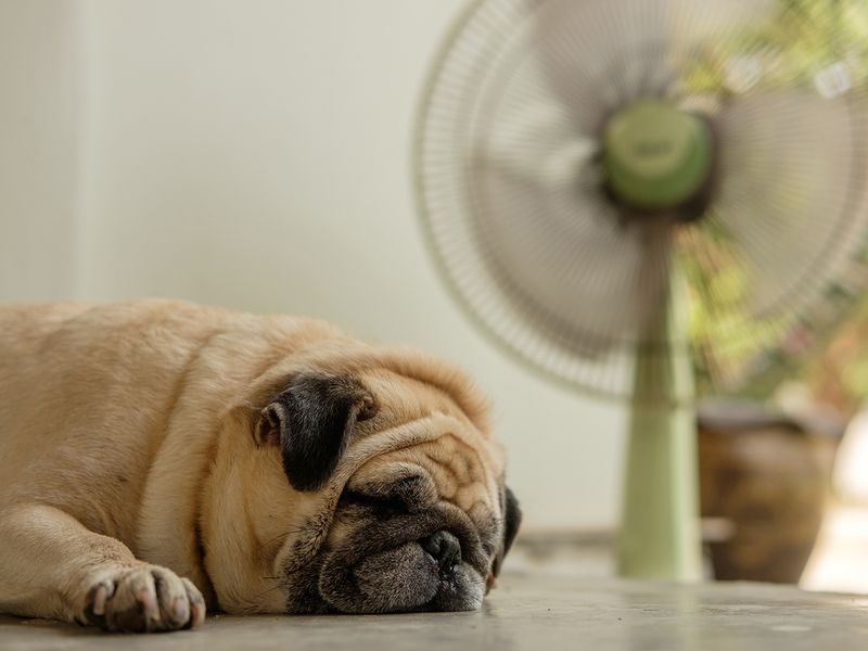 Pug in front of a fan 