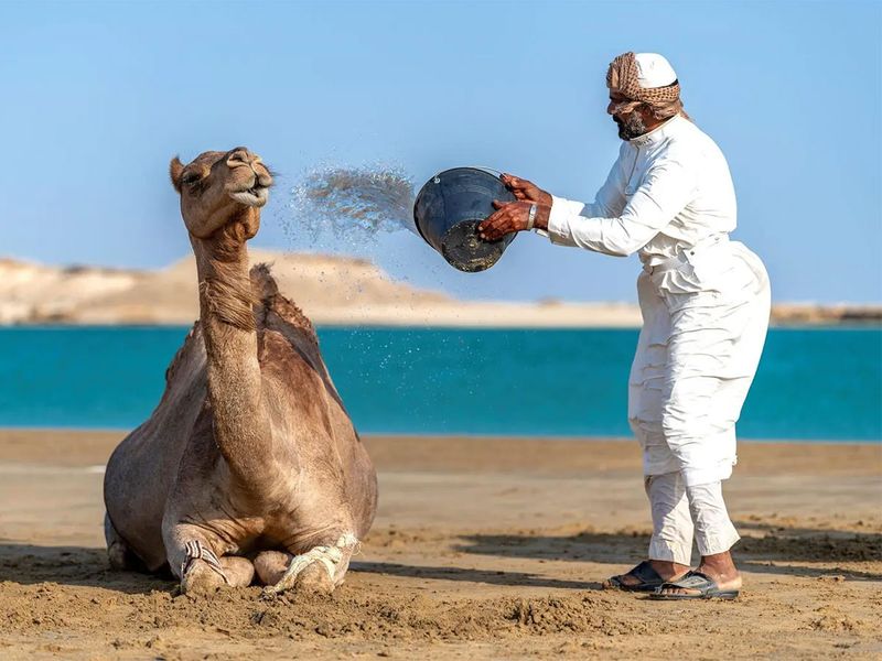 2024028 camel  